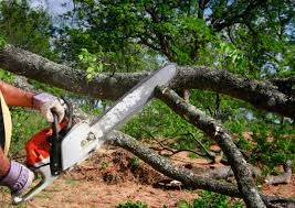 Professional Tree Services in Alameda, CA