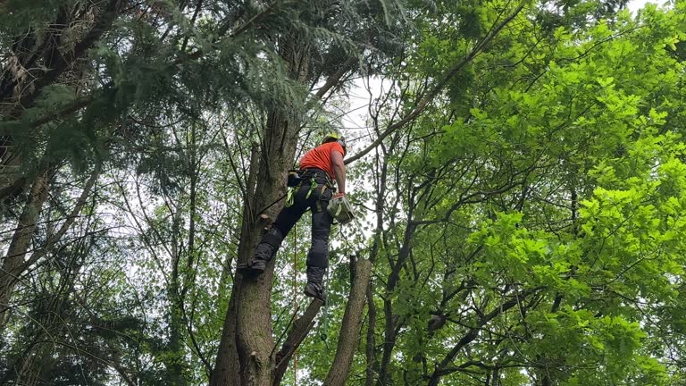 Best Arborist Consultation Services  in Alameda, CA